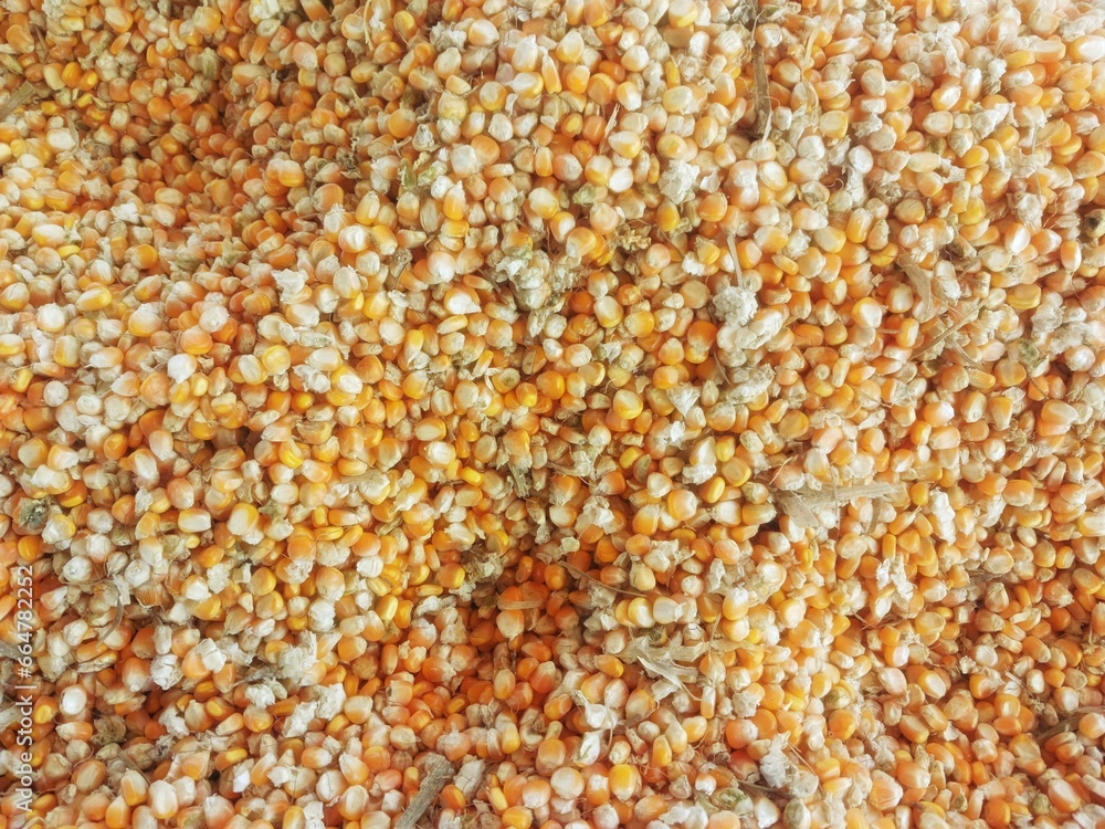 Maize, also known as Zea mays, after harvesting stacked in a pile with golden colored grains rich in protein grown through organic farming. Maize, also known as Zea mays, after harvesting stacked in a pile with golden colored grains rich in protein grown through organic farming.