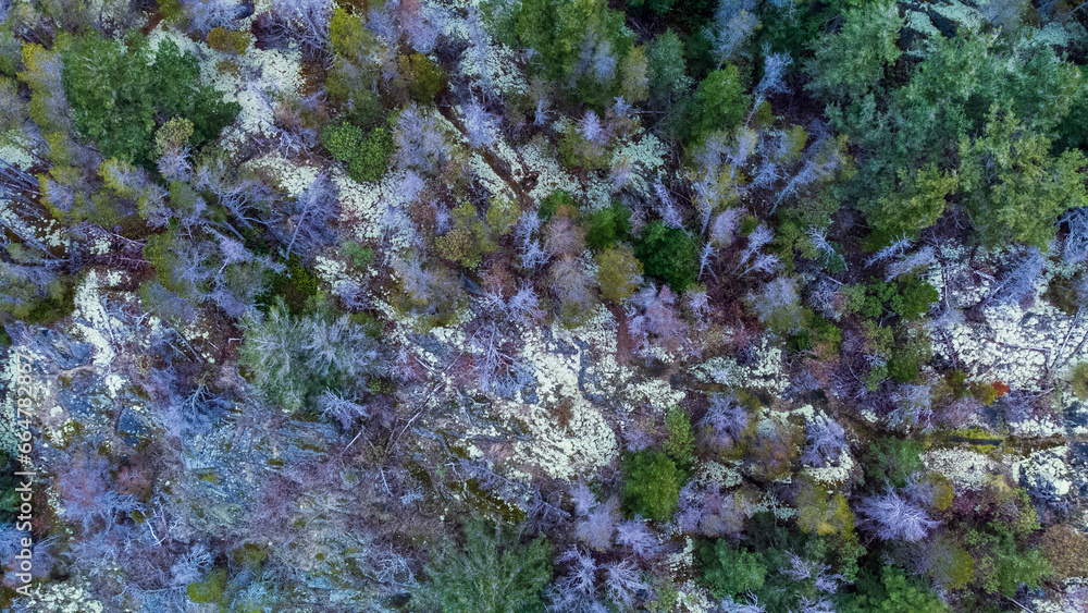 Aerial view of Merry Island showing moss and lichen covered rocks and trees dotted among the exposed stone Aerial view of Merry Island showing moss and lichen covered rocks and trees dotted among the exposed stone