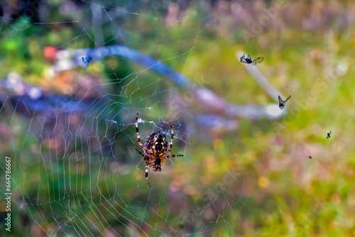 A forest spider sits in a web on an autumn day