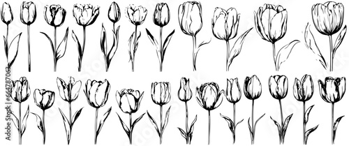 Set of tulip birth month flowers in March. Botanical line art vector illustration. Hand drawn vector. Modern floral minimalist design for wall art, card, tattoo, logo. Not created with AI