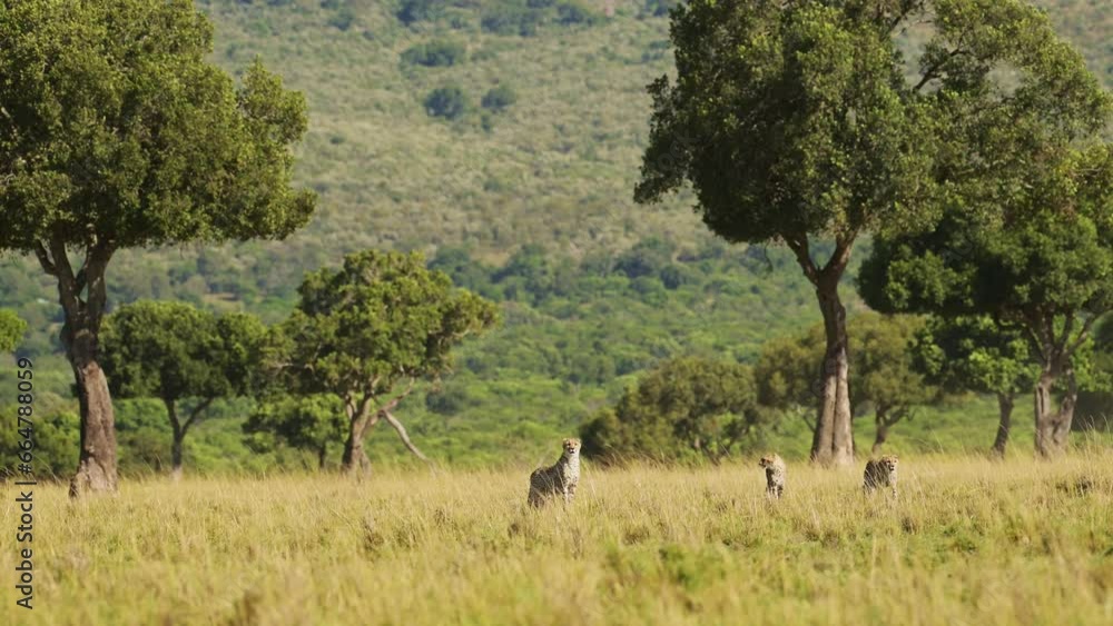 Masai Mara Wildlife, Cheetah Family Walking in Long Savanna Grass, Kenya, Africa, African Safari in Maasai Mara, Amazing Beautiful Animal in Savannah Grasses Landscape Scenery Scene Masai Mara Wildlife, Cheetah Family Walking in Long Savanna Grass, Kenya, Africa, African Safari in Maasai Mara, Amazing Beautiful Animal in Savannah Grasses Landscape Scenery Scene