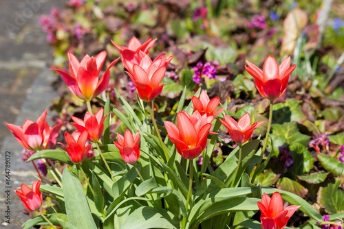 red tulips in a spring garden
