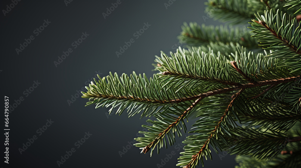 Fir tree branches on plain background, copy space