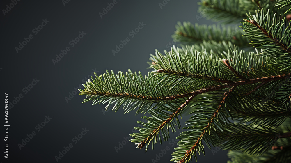 Fir tree branches on plain background, copy space Fir tree branches on plain background, copy space
