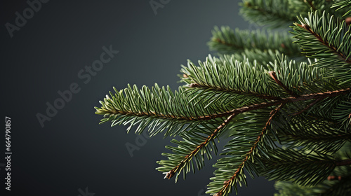 Fir tree branches on plain background  copy space