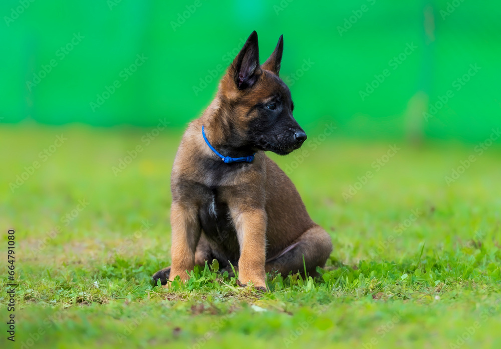 Portrait of a Belgian Malinois puppy in a blue collar sitting on the grass