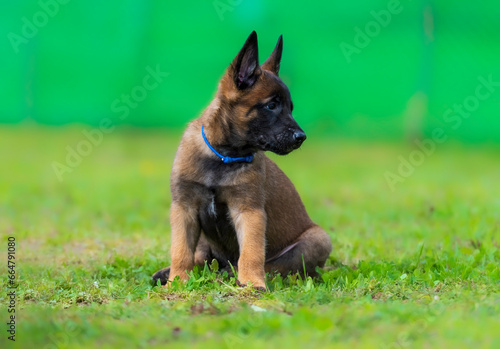 Portrait of a Belgian Malinois puppy in a blue collar sitting on the grass