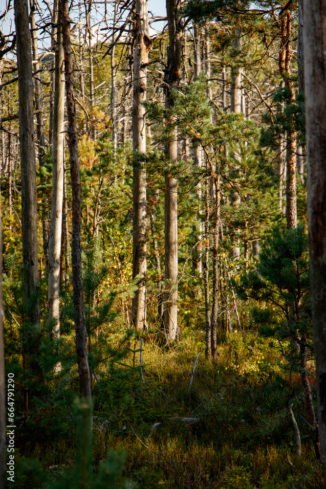 Fototapeta premium Autumn forest
