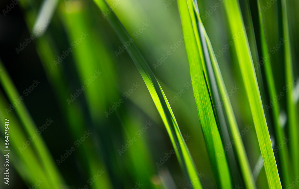 Close up of green grass with shallow depth of field. Abstract background. Close up of green grass with shallow depth of field. Abstract background.