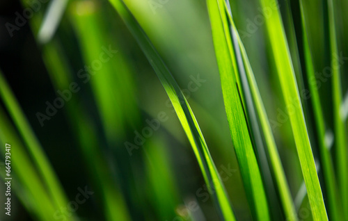 Close up of green grass with shallow depth of field. Abstract background.