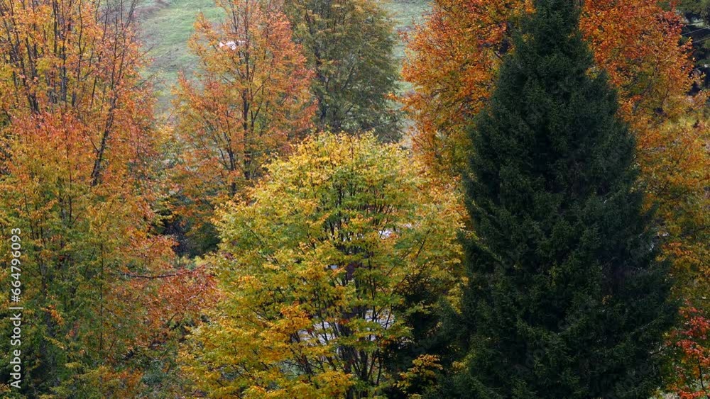 Autumn colors in the mountains
Autumn and flock of sheep in the mountains Autumn colors in the mountains
Autumn and flock of sheep in the mountains