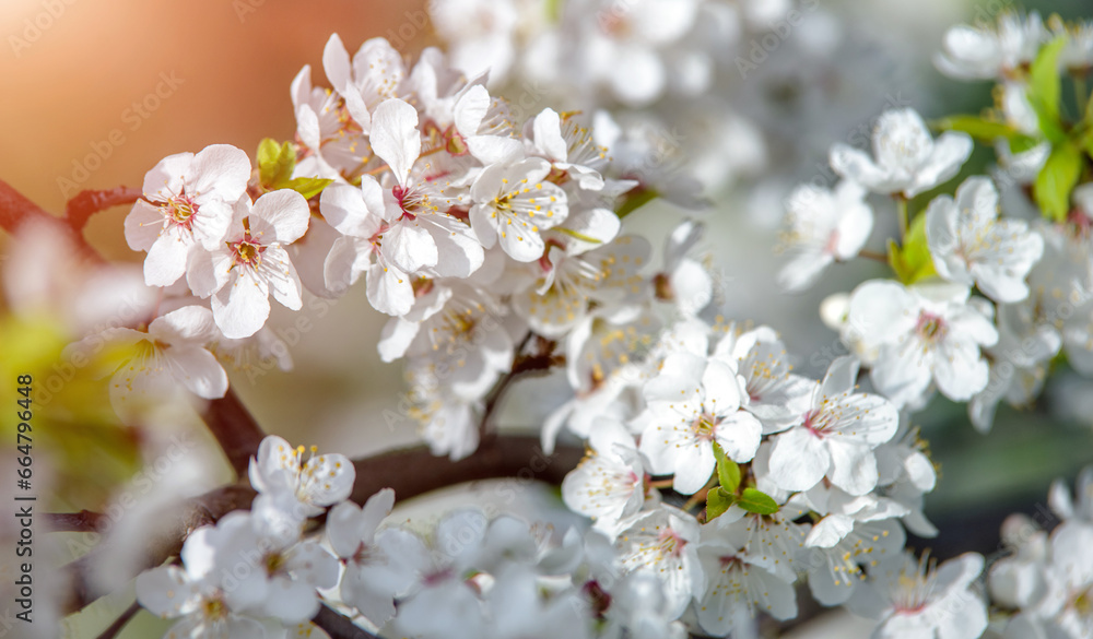 Cherry blossom branch in the garden in spring
Cherry blossom branch in the garden in spring