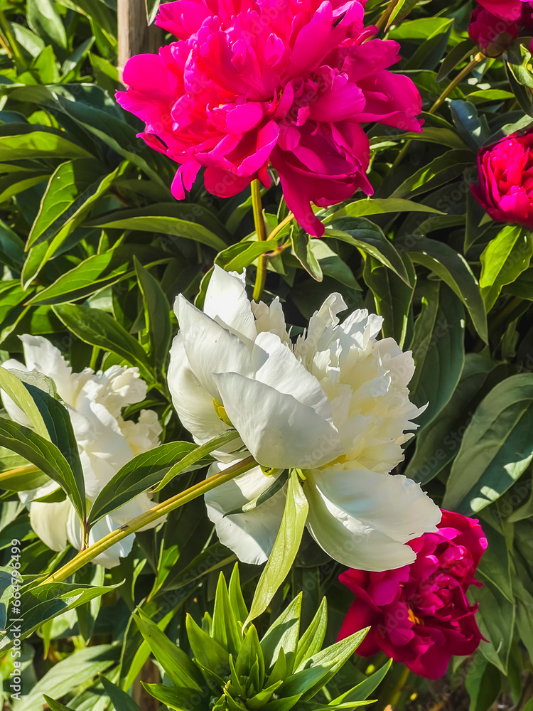 White, pink peony flowers in the garden close White, pink peony flowers in the garden close