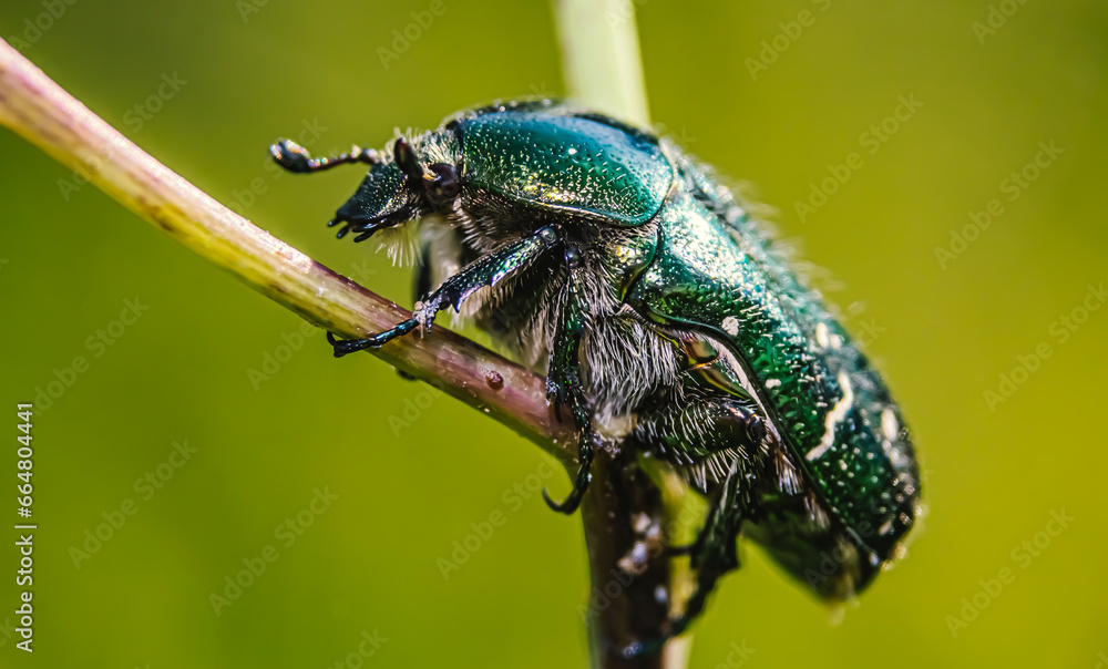 Naklejka premium bug on a leaf