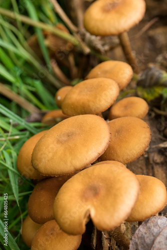 Armillaria, honey mushroom on a stump in the forest. Mushroom family.