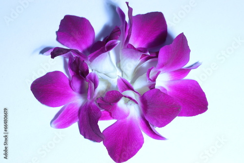 Purple orchid flower phalaenopsis, phalaenopsis or falah on a white background. 
