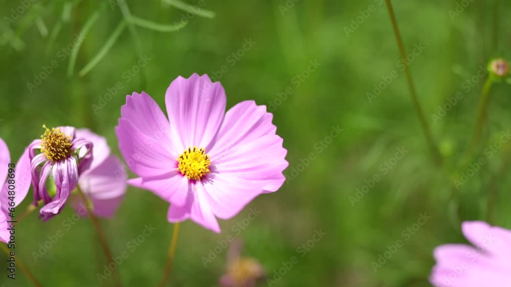 The wind blows the cosmos flowers that bloom in the fields. The wind blows the cosmos flowers that bloom in the fields.
