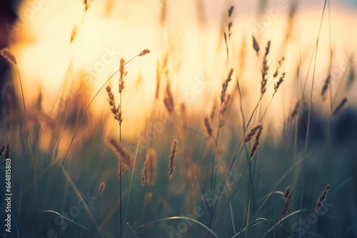 Wild grass in the forest at sunset. Abstract summer nature background.