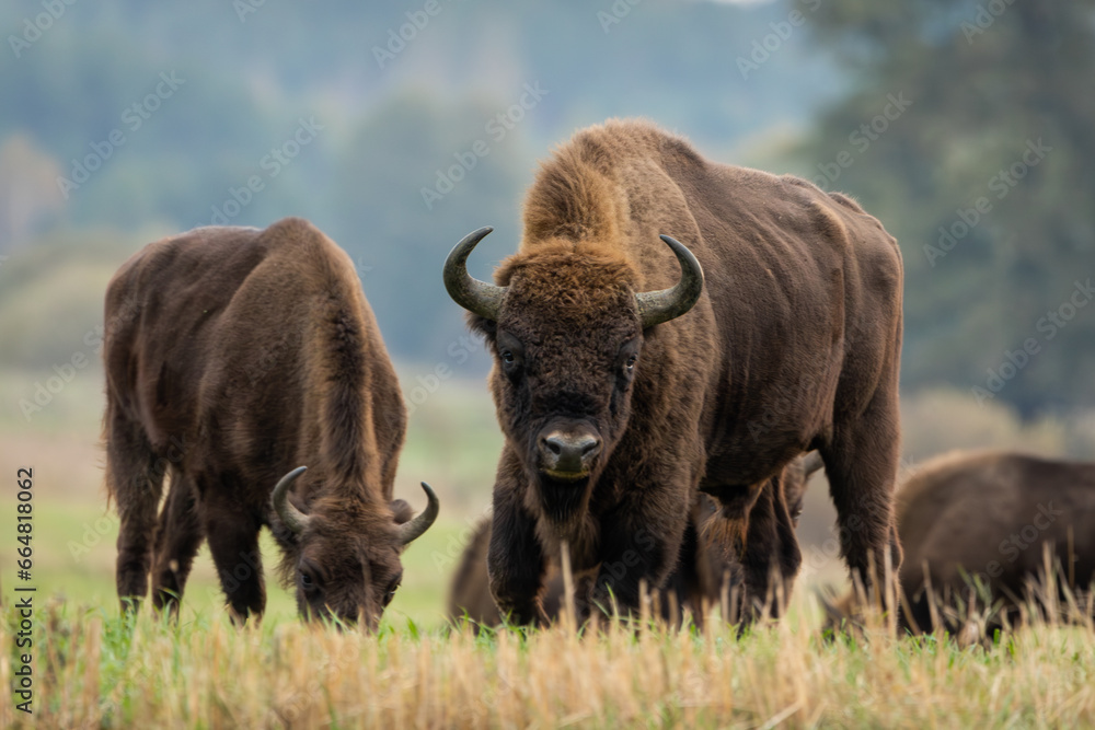 European bison - Bison bonasus in the Knyszyńska Forest (Poland)