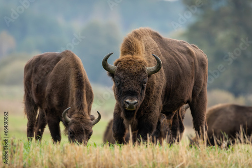 European bison - Bison bonasus in the Knyszyńska Forest (Poland) © szczepank