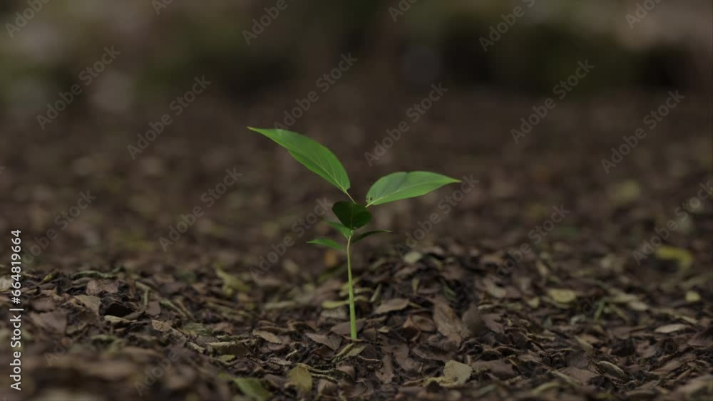 A plant growing from the ground time lapse in a 3D animation A plant growing from the ground time lapse in a 3D animation