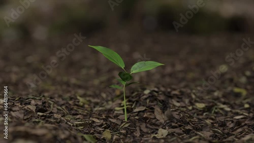 A plant growing from the ground time lapse in a 3D animation