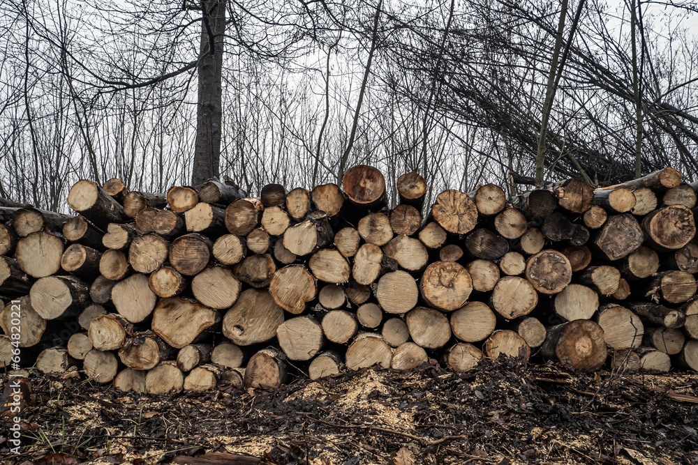 Log pile in a forest, frontal view Log pile in a forest, frontal view