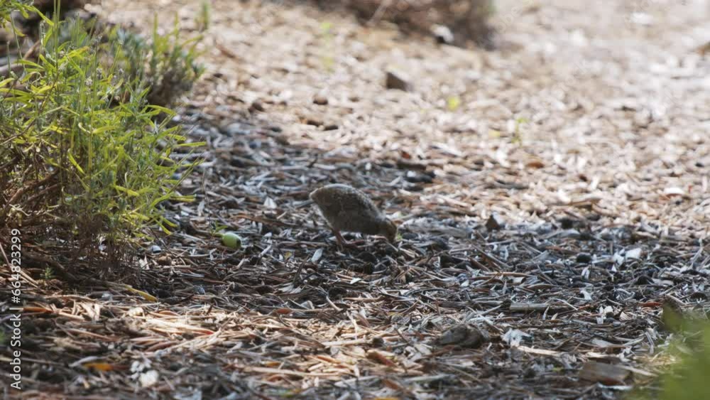 California quail chick eating in slow motion California quail chick eating in slow motion