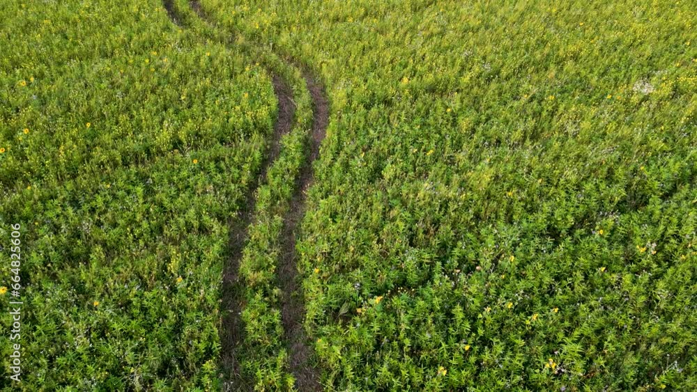 Drone sinking down over field with flowers and sunflowers and a pathway through the crops Drone sinking down over field with flowers and sunflowers and a pathway through the crops