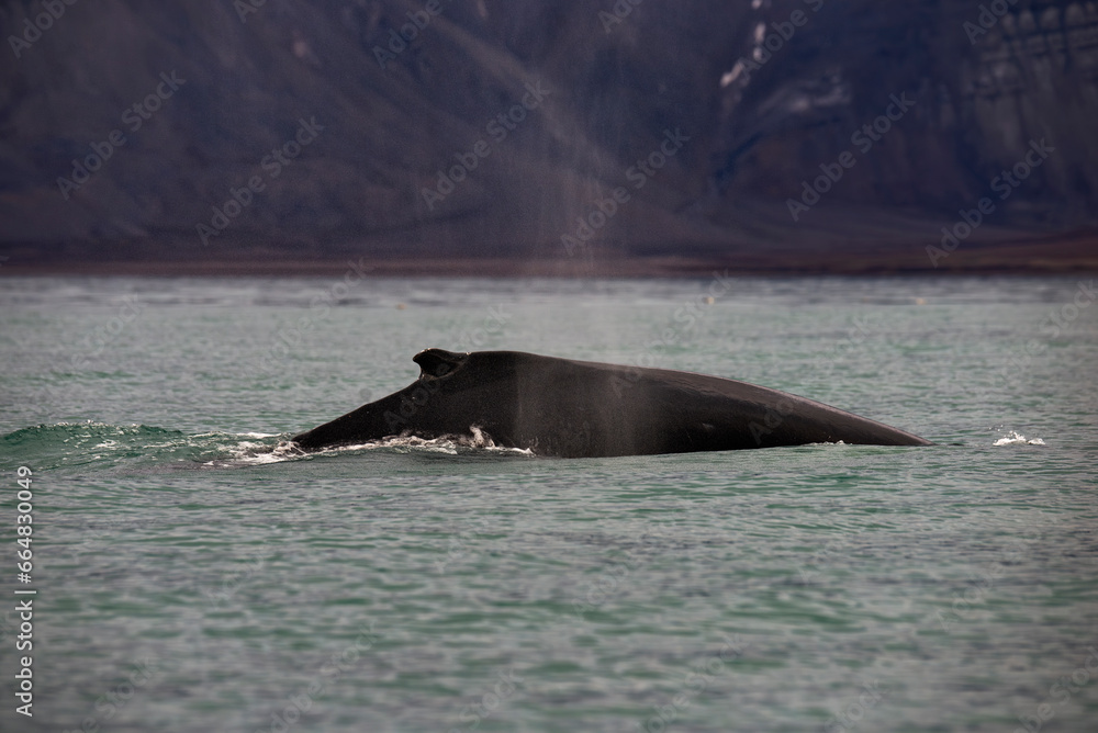 Fototapeta premium Whale