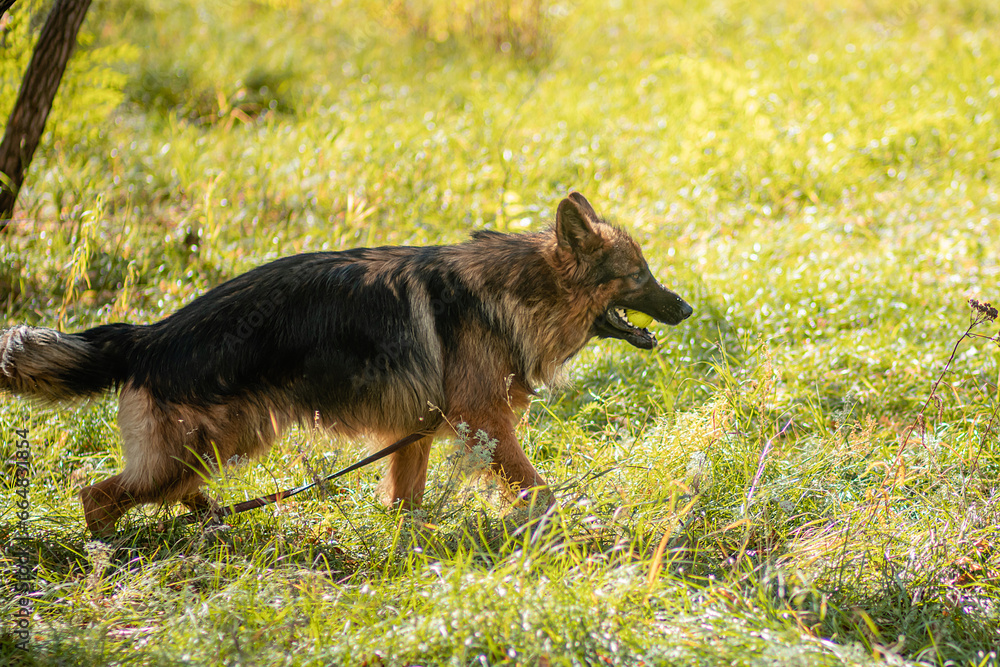 Fototapeta premium Portrait of a German Shepherd on a walk in autumn.