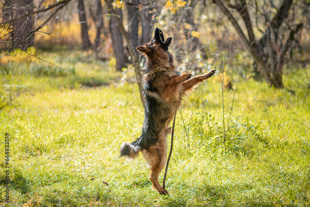 Portrait of a German Shepherd on a walk in autumn. Portrait of a German Shepherd on a walk in autumn.