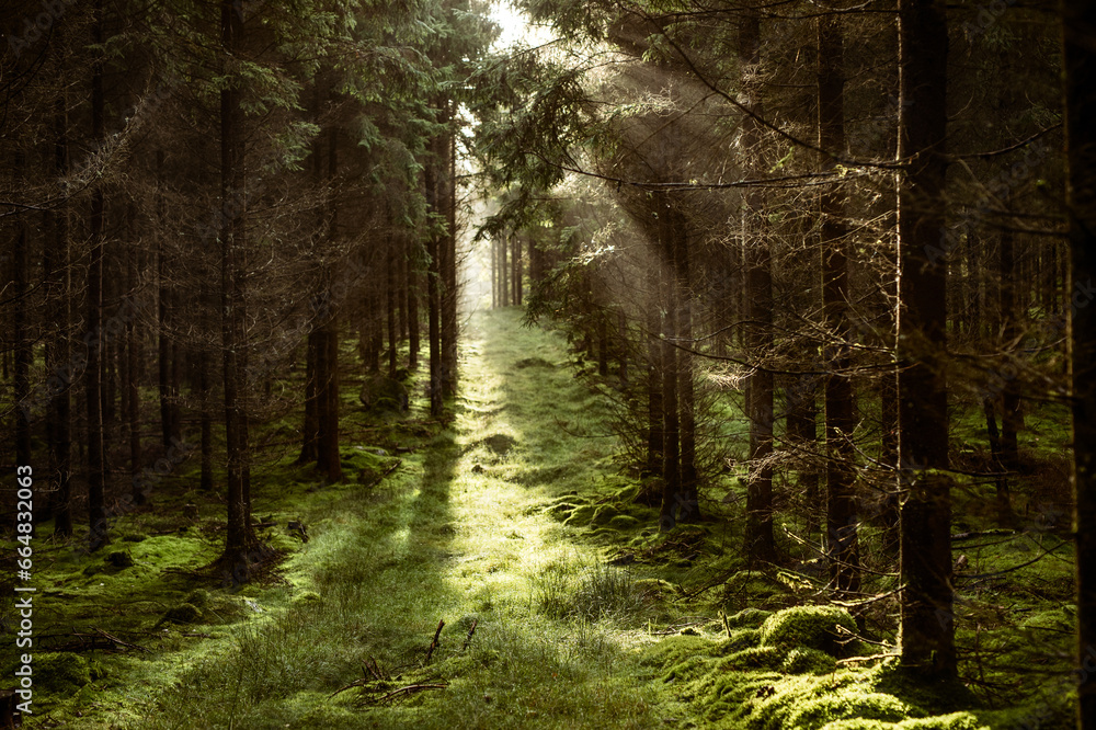 Magischer Wald Pfad mit Sonnenstrahlen zwischen Nadelbäumen - obrazy, fototapety, plakaty 