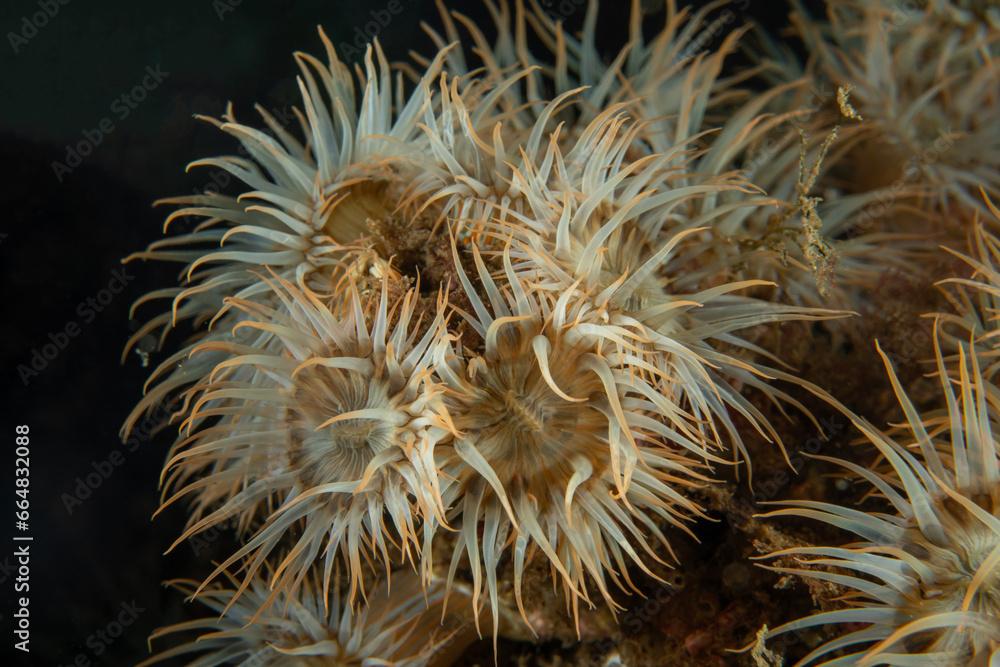 Sagartia elegans, the elegant anemone, is a species of sea anemone in the family Sagartiidae Sagartia elegans, the elegant anemone, is a species of sea anemone in the family Sagartiidae