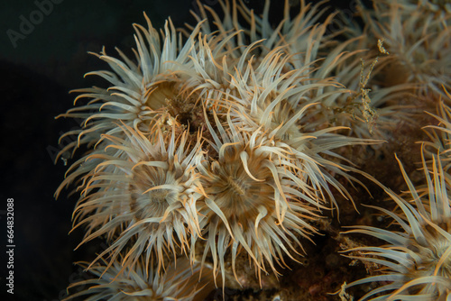 Sagartia elegans  the elegant anemone  is a species of sea anemone in the family Sagartiidae