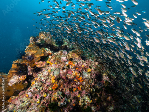 Fototapeta Naklejka Na Ścianę i Meble -  Beautiful tropical coral reef with soft corals in Andaman sea in Thailand with school of fish underwater scene. Liveaboard Scuba diving with crystal clear water. Flowery Soft Corals with small fish.