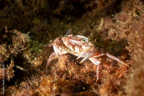Crab  Liocarcinus depurator  in natural habitat