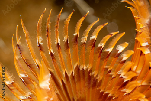 Polychaeta, is a paraphyletic class of generally marine annelid worms, commonly called bristle worms or polychaetes photo