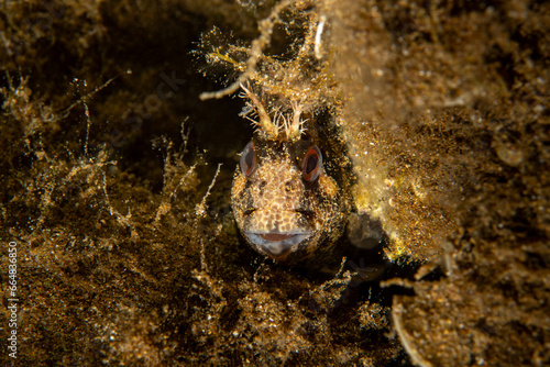 A blenny in it's natural habitat photo