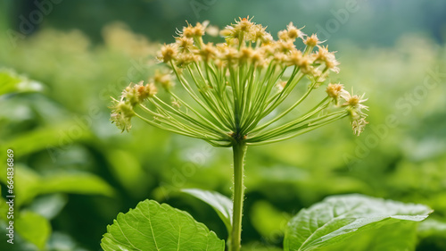 Herbs in a pot,  Close-up of a plant, Siberian ginseng flower  medicine plant wallpaper photo