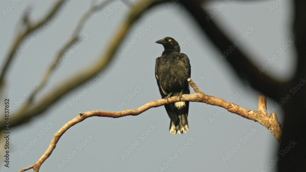 Pied currawong perched on a dead tree branch Pied currawong perched on a dead tree branch