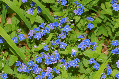 Blaue Blüten des Ehrenpreises, Veronica persica photo