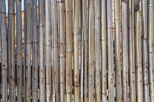 Fence built with spanish cane stems