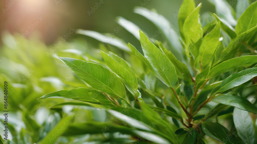 Obraz premium Close-up of green leaves of the plant, Green tea bud and fresh leaves. medicine plant wallpaper