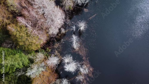 Moving along the coastline over Trout Lake, Sunshine Coast. Trees and driftwood at water's edge. 