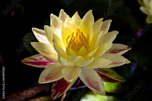 beautiful lotus flower  beautiful advertising background concept