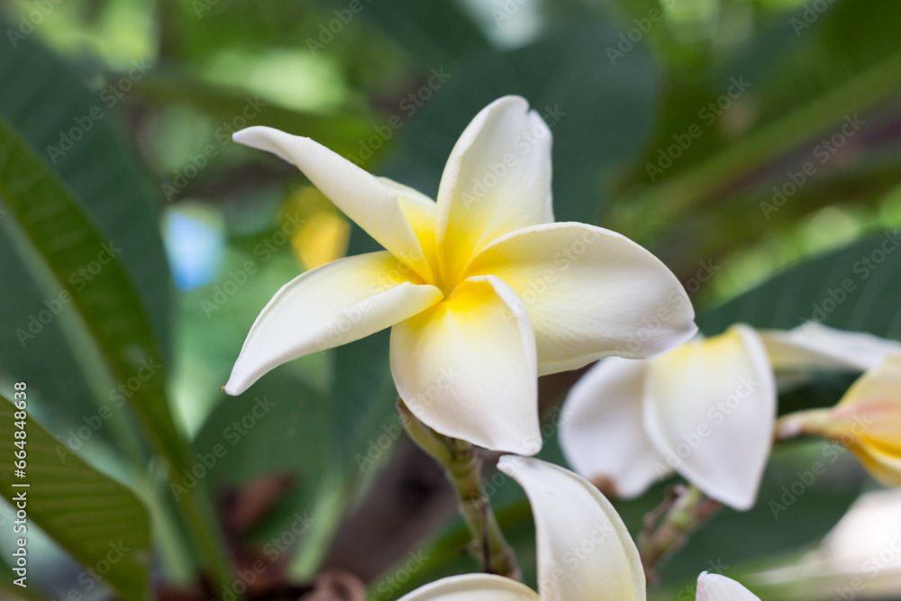 Obraz premium white frangipani flower