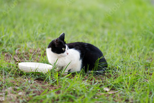 城南島海浜公園の野良猫