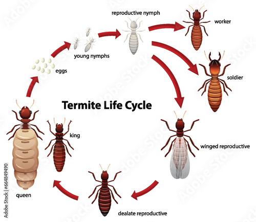 Termite Life Cycle Study: A Cartoon Illustration