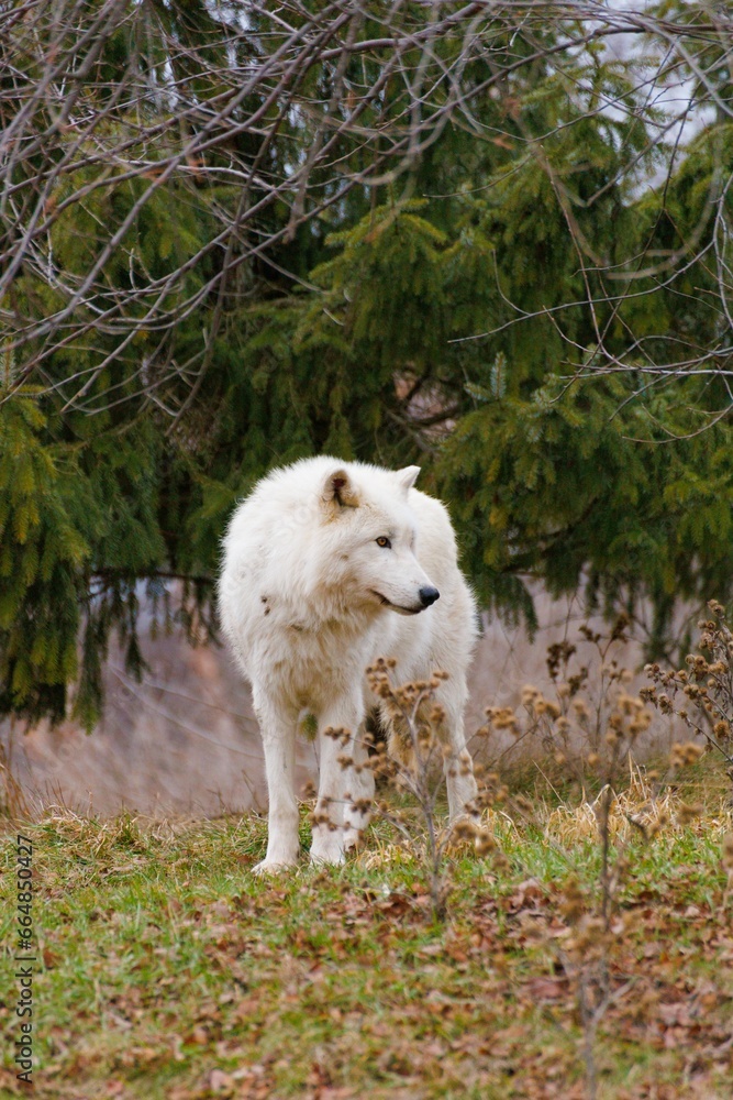 Obraz premium white wolf in the forest